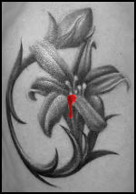 Black Lily cover.jpg